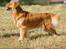 LEONGOLDEN CHA CHA CHA