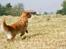 LEONGOLDEN CHA CHA CHA