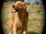 LEONGOLDEN CHA CHA CHA