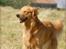 LEONGOLDEN CHA CHA CHA