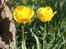 Forår/sommerhygge på terrassen. - Flotte tulipaner