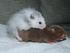 STORT hamsterkuld. 