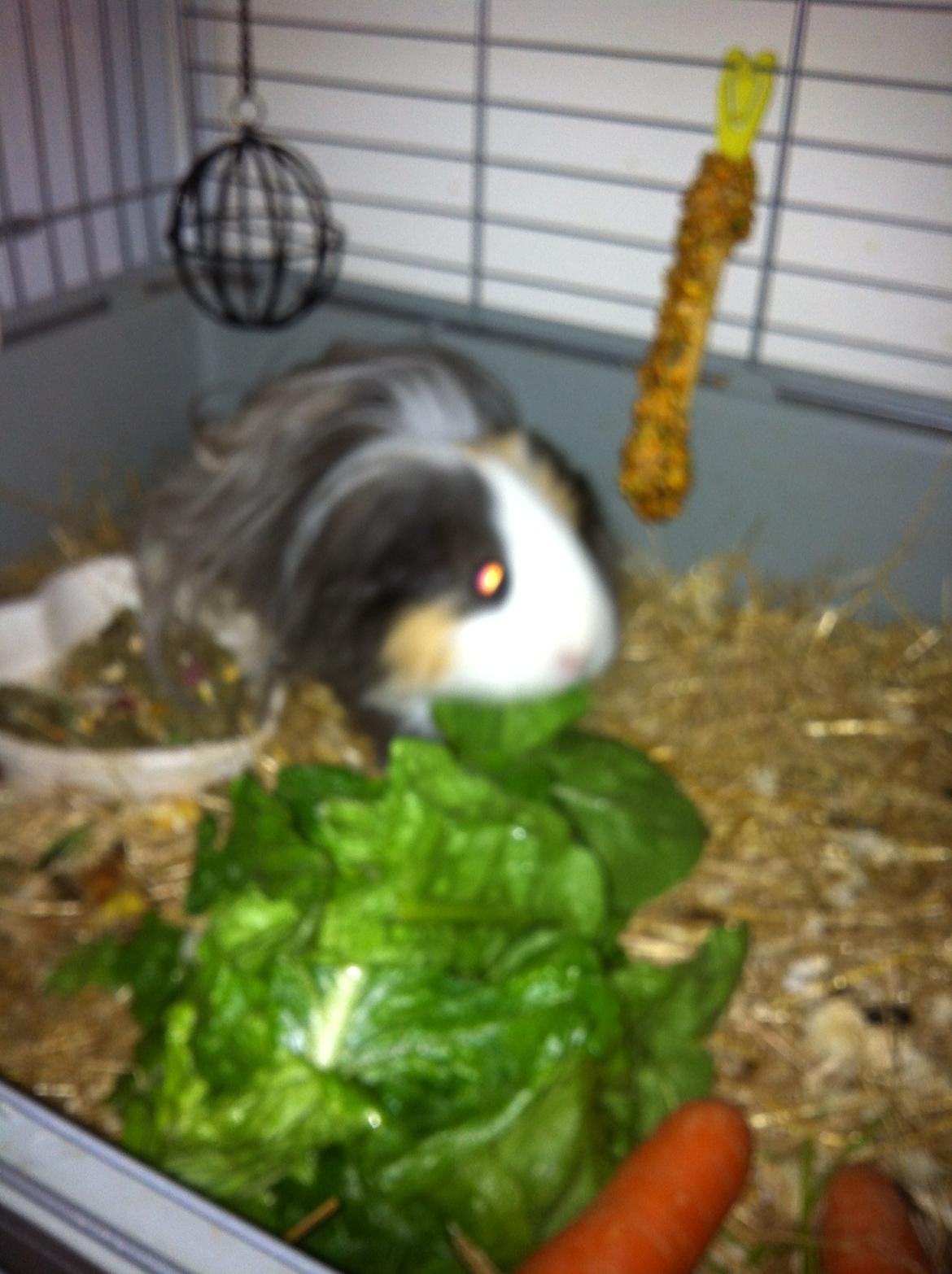 min lille bamse mus zofus(han er et marsvin) billede 1