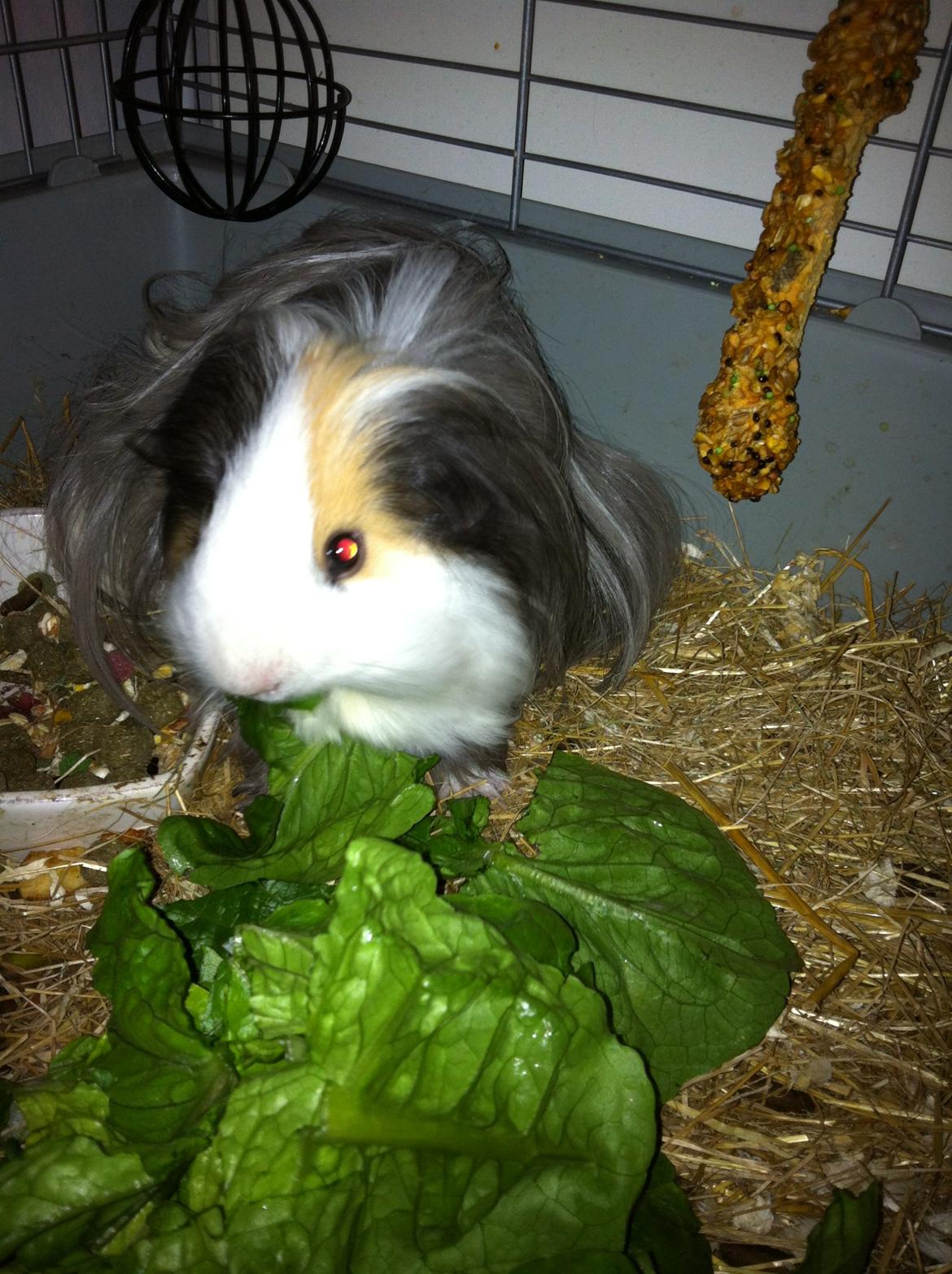 min lille bamse mus zofus(han er et marsvin) billede 2