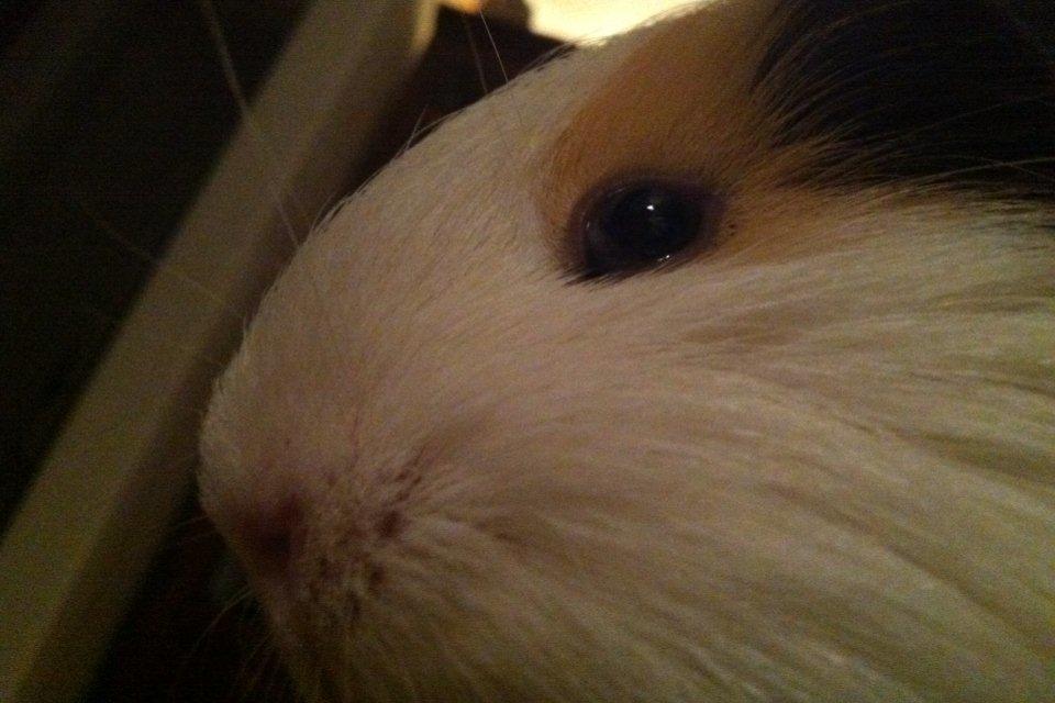 min lille bamse mus zofus(han er et marsvin) billede 3