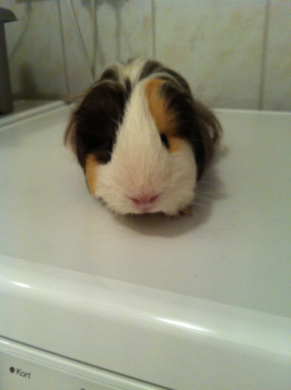 min lille bamse mus zofus(han er et marsvin) billede 4