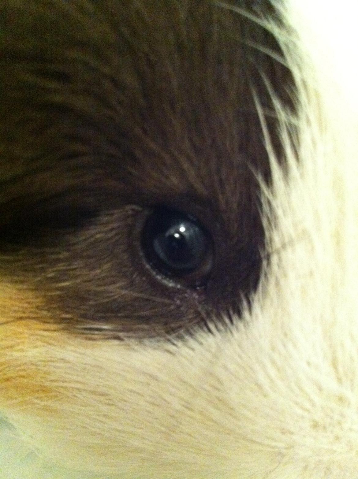 min lille bamse mus zofus(han er et marsvin) billede 5