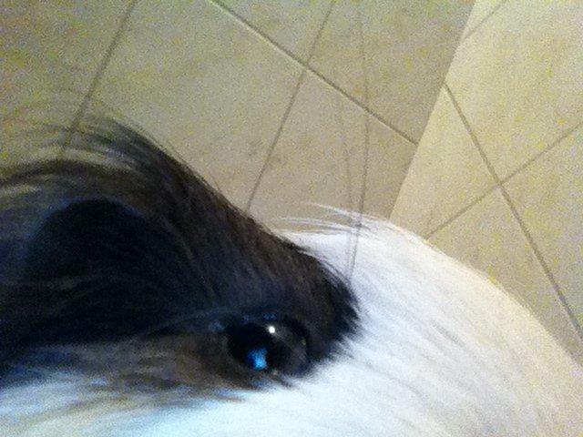 min lille bamse mus zofus(han er et marsvin) billede 6