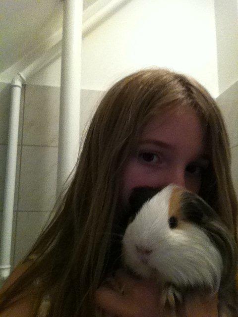 min lille bamse mus zofus(han er et marsvin) billede 7