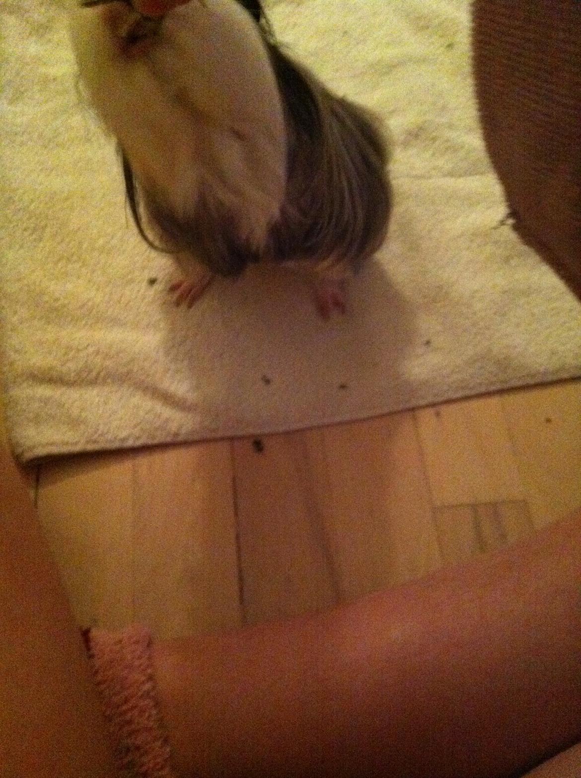 min lille bamse mus zofus(han er et marsvin) billede 8