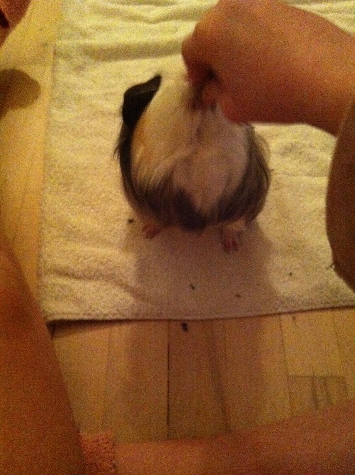 min lille bamse mus zofus(han er et marsvin) billede 9