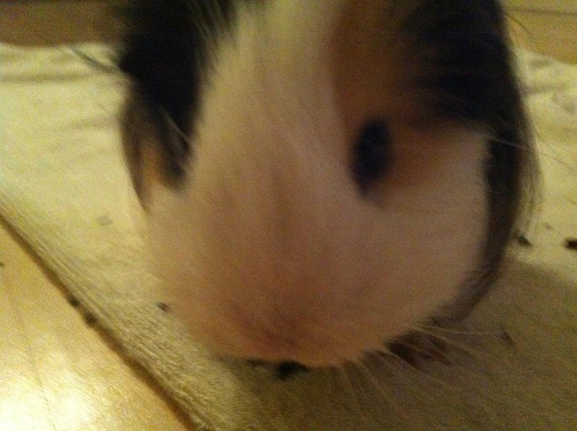 min lille bamse mus zofus(han er et marsvin) billede 10