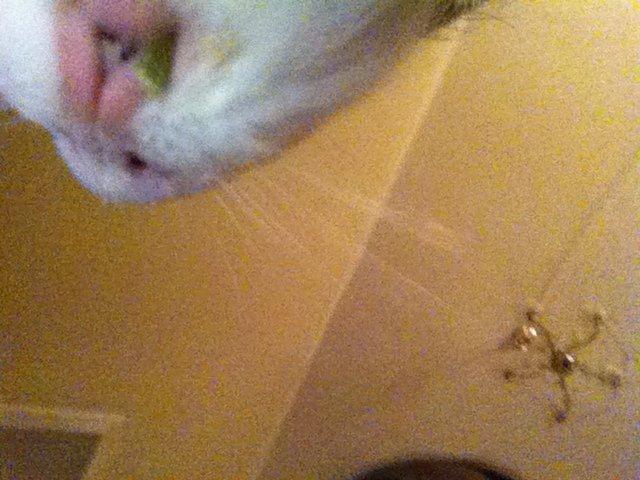 min lille bamse mus zofus(han er et marsvin) billede 11