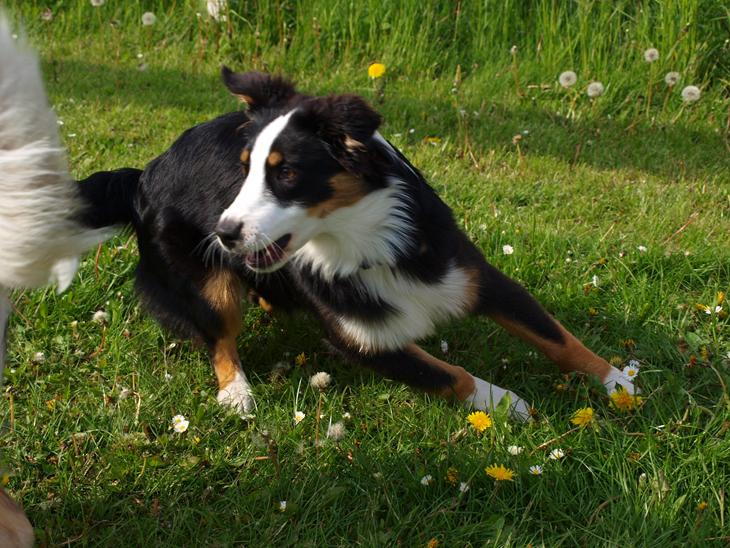 {{currentPhoto.altText}} billede {{currentPhoto.number}}