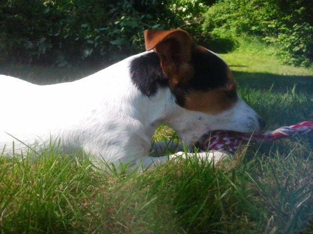 I sommerhus med Lucky i Buresø!<3 billede 2