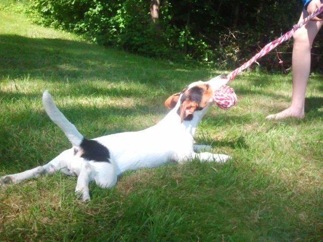 I sommerhus med Lucky i Buresø!<3 billede 3