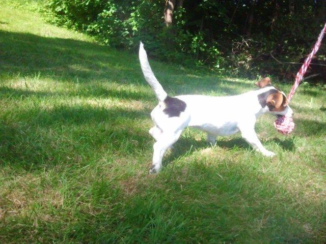 I sommerhus med Lucky i Buresø!<3 billede 4