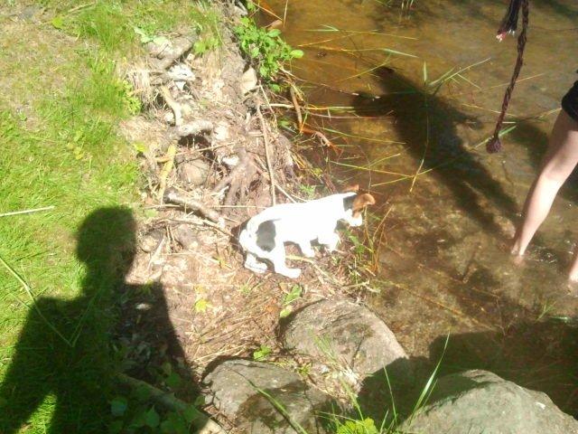 I sommerhus med Lucky i Buresø!<3 billede 7