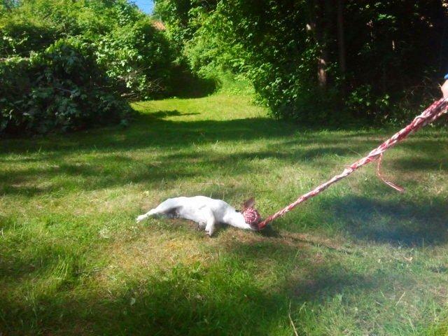 I sommerhus med Lucky i Buresø!<3 billede 8