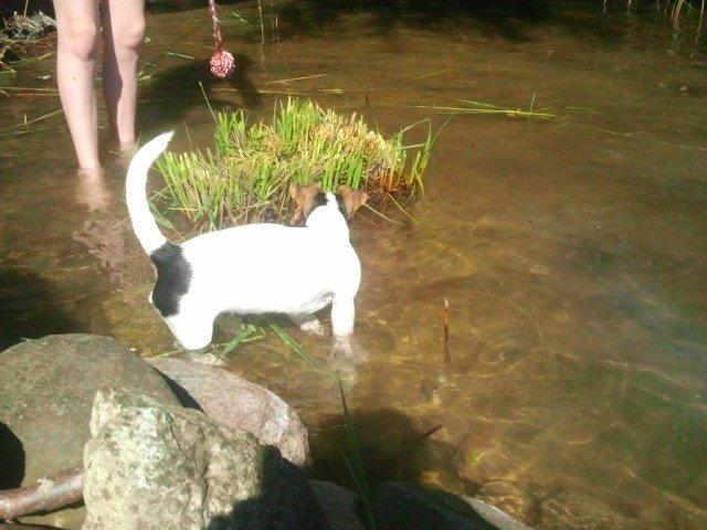 I sommerhus med Lucky i Buresø!<3 billede 14