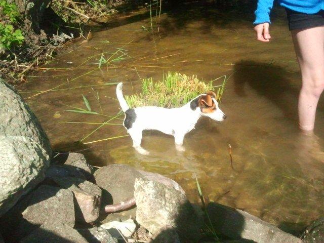 I sommerhus med Lucky i Buresø!<3 billede 16