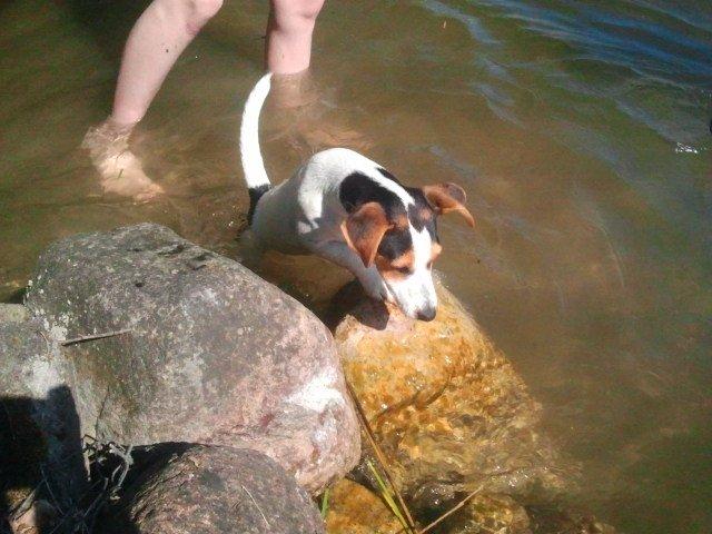 I sommerhus med Lucky i Buresø!<3 billede 17