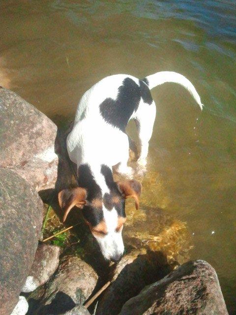 I sommerhus med Lucky i Buresø!<3 billede 18