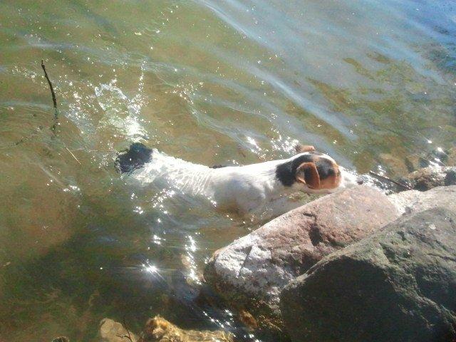 I sommerhus med Lucky i Buresø!<3 - Lille svømmetur!<3 billede 1