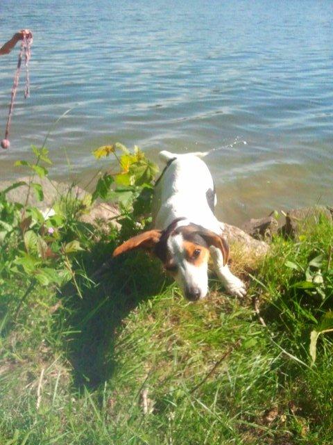 I sommerhus med Lucky i Buresø!<3 billede 19