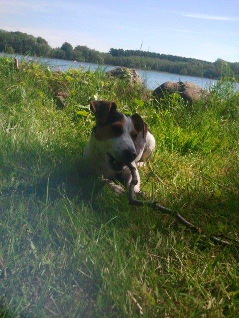 I sommerhus med Lucky i Buresø!<3 billede 20