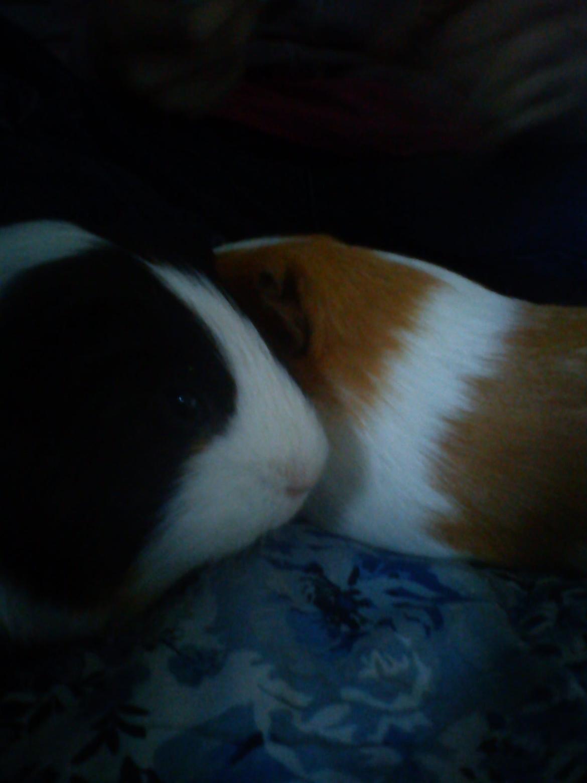 alle mugelige dyr fra et random album på min computer billede 4