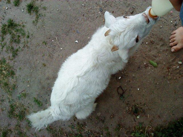 alle mugelige dyr fra et random album på min computer billede 6