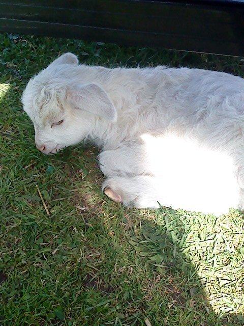 alle mugelige dyr fra et random album på min computer billede 8