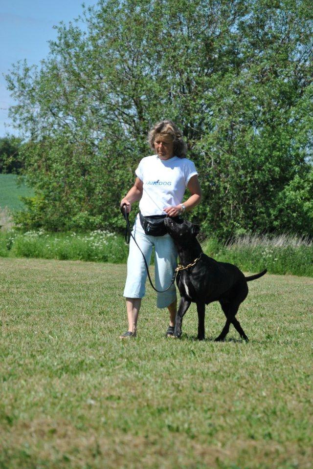 Billeder fra hundetræning <3  billede 1