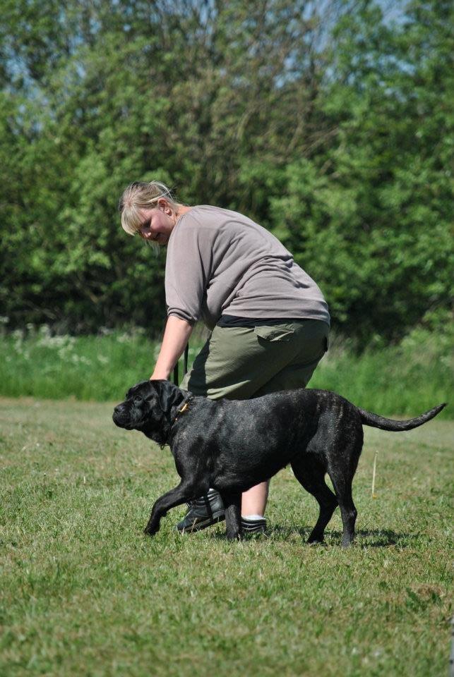 Billeder fra hundetræning <3  billede 3