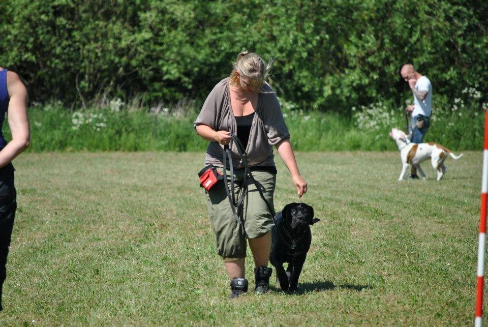 Billeder fra hundetræning <3  billede 4
