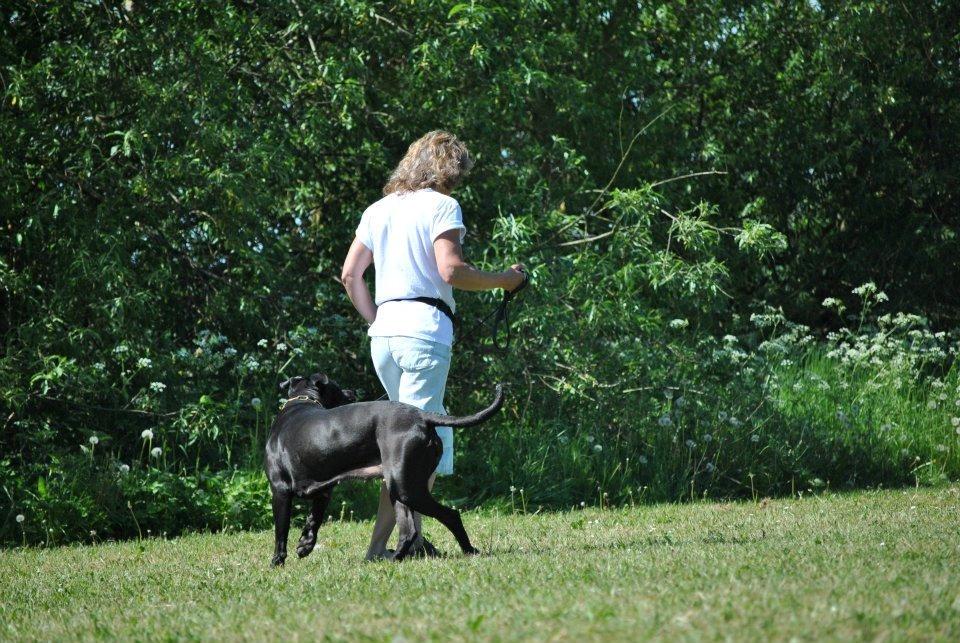 Billeder fra hundetræning <3  billede 6