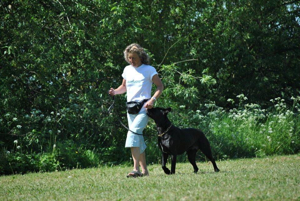 Billeder fra hundetræning <3  billede 7