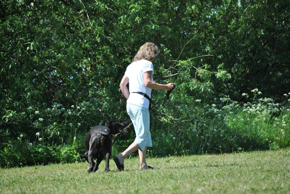 Billeder fra hundetræning <3  billede 8