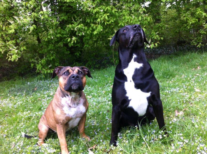 Min elskede skat :'( R.I.P. billede 2