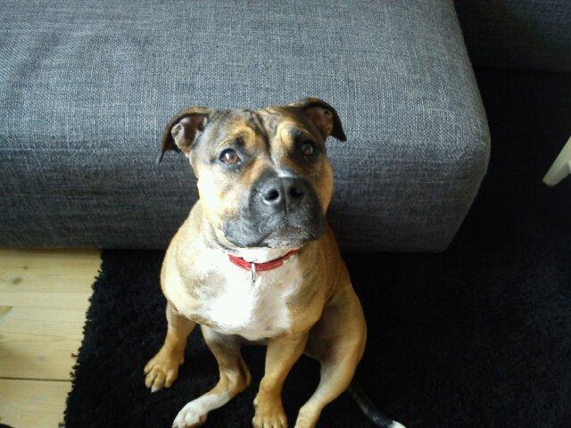 Min elskede skat :'( R.I.P. billede 4