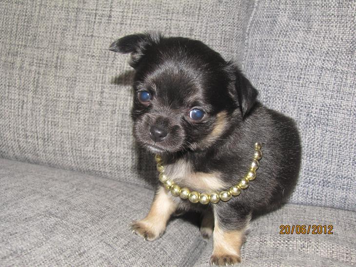 {{currentPhoto.altText}} billede {{currentPhoto.number}}