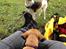 <3 Mine to dejlige hunde <3 