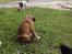 <3 Mine to dejlige hunde <3 