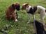 <3 Mine to dejlige hunde <3 