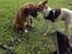 <3 Mine to dejlige hunde <3 
