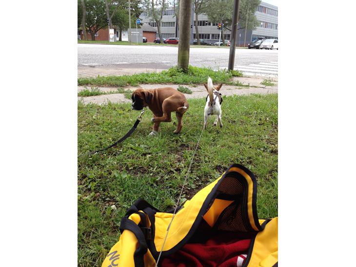 <3 Mine to dejlige hunde <3  billede 0