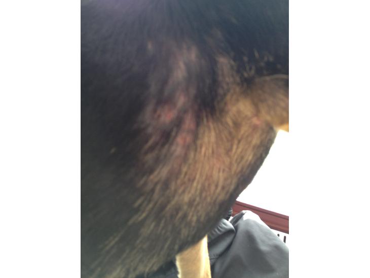 {{currentPhoto.altText}} billede {{currentPhoto.number}}