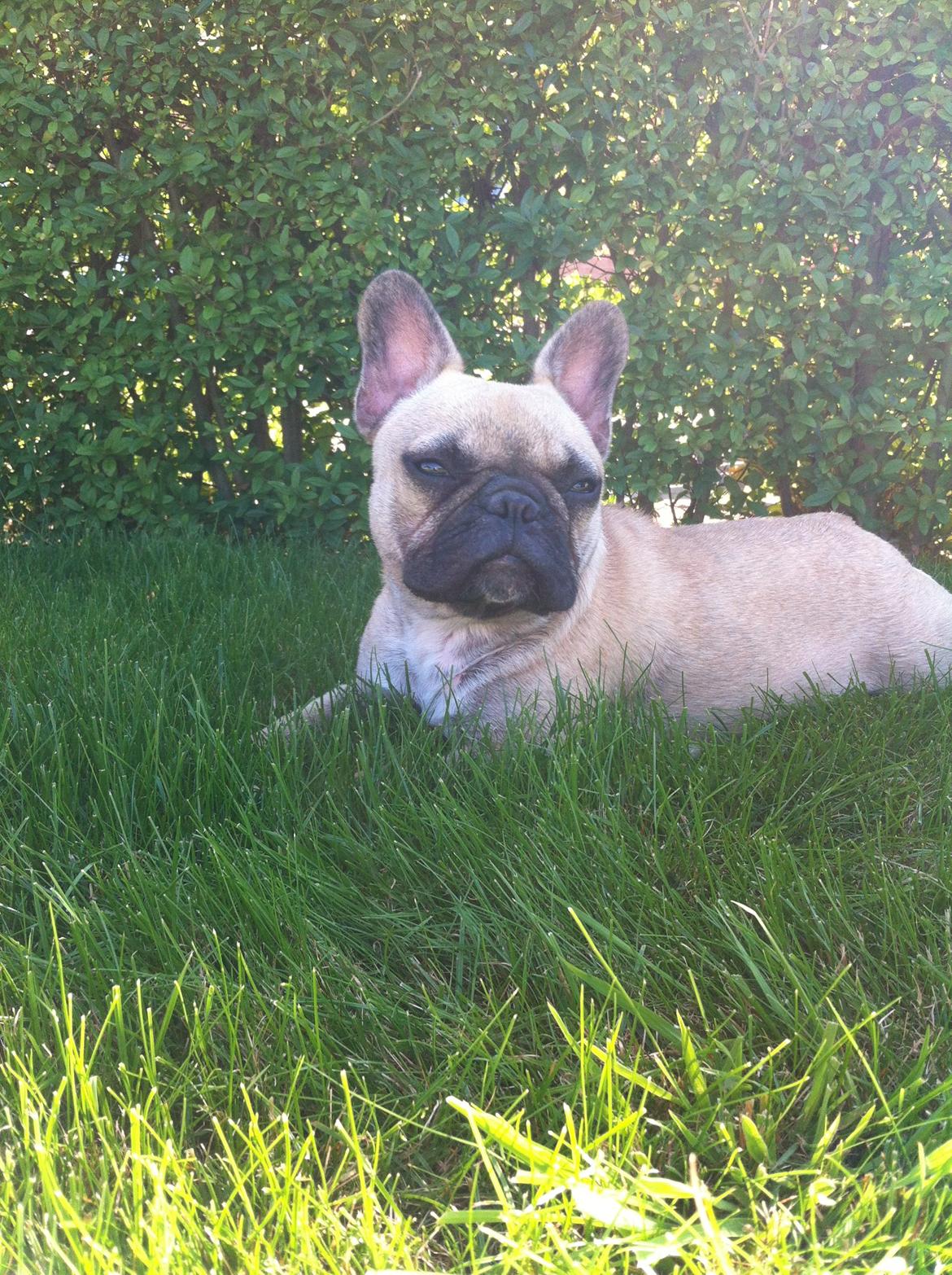 Dermodex - Hårsækmider - Nu er det den 16/8-2012 og siff har gennemgået 11 ugers lang behandling med vask hver 4 dag... Nu er alt pelsen næsten kommet billede 27