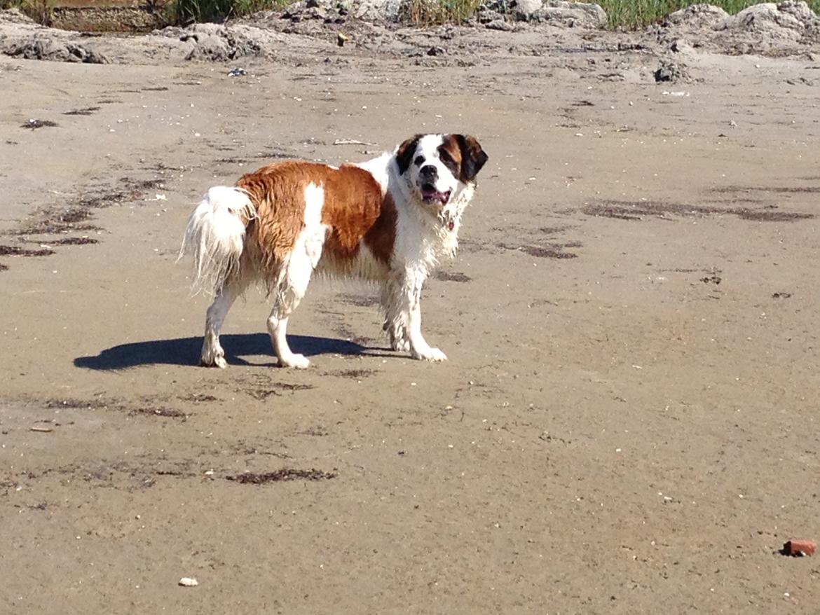 Nye billeder af Odin billede 7